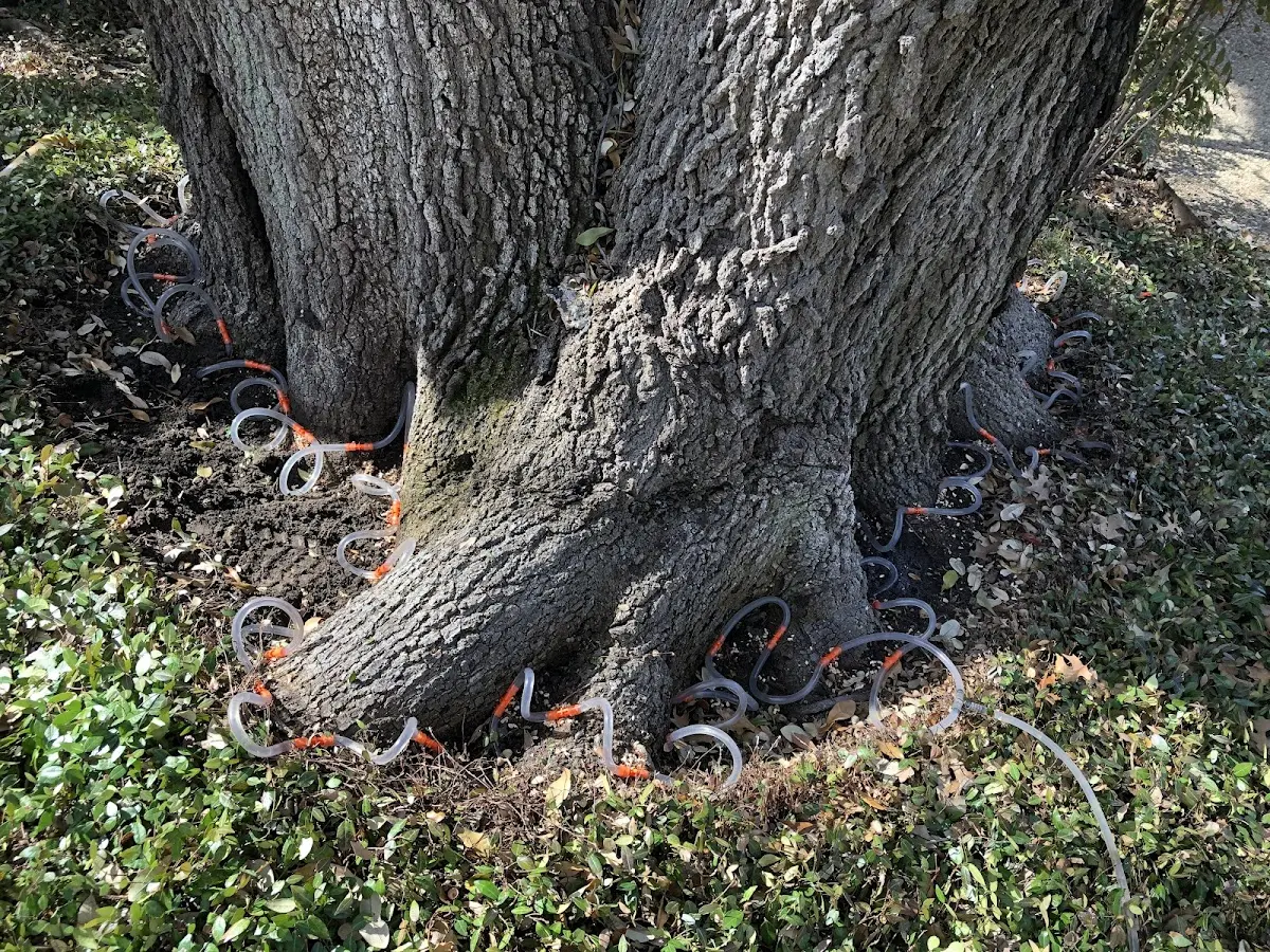 Detailed Tree Cabling and Bracing job site in Waxhaw