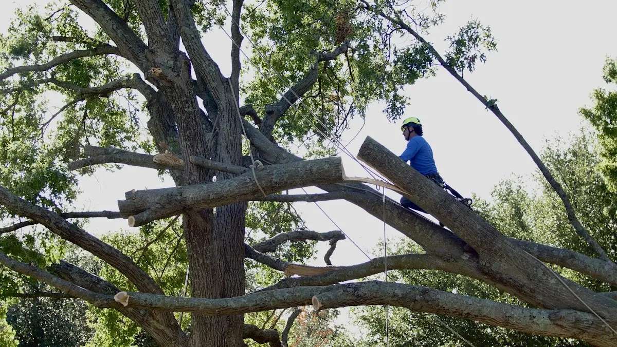 Professional Crown Thinning performed by certified arborists in Waxhaw